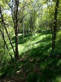 nordic valley utah mountain aspens